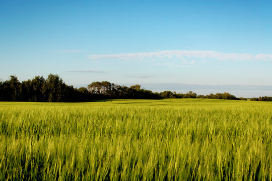 Barley crop (Hordeum distichum) during the summer growing months on the Canadian prairies; Namao, Alberta, Canada
