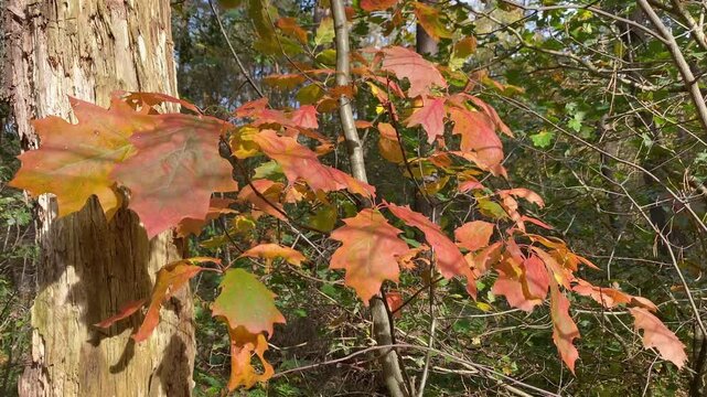 Close-up of oak leaves in rich autumn colors, softly swaying in the wind. Static shot.