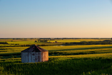 Vast farmland of canola crop (Brassica napus) in full bloom on the Canadian prairies at sunset, with an old silo in the foreground; Namao, Alberta, Canada