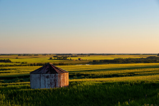 Vast farmland of canola crop (Brassica napus) in full bloom on the Canadian prairies at sunset, with an old silo in the foreground; Namao, Alberta, Canada