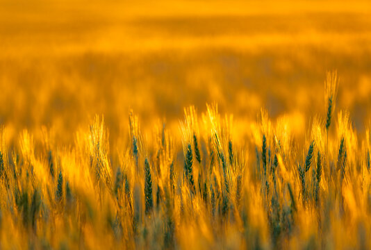 View of mature barley crop (Hordeum vulgare) before the fall harvest near sundown: Namao, Alberta, Canada