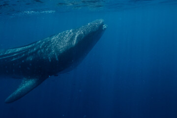 Naklejka premium Large Whale Shark in Baja California Sur Mexico