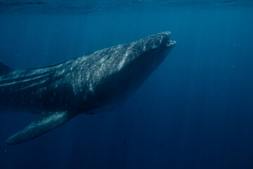Naklejka premium Large Whale Shark in Baja California Sur Mexico