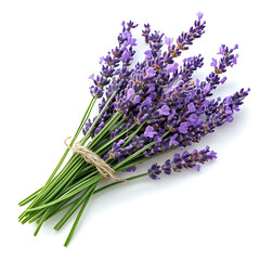 Bunch of lavender flowers isolated on a white