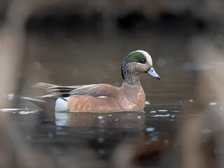Drake American wigeon (Mareca americana) is framed by reeds in a wetland near Anchorage, Alaska, during the spring breeding season; Anchorage, Alaska, United States of America