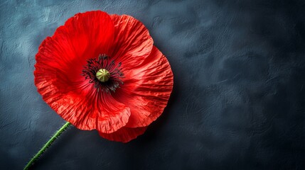 A single red poppy on an empty background, Veteran's Day concept
