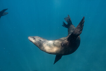 Female Sea Lion in Baja California Sur Mexico