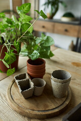 Beautiful plants in a tranquil studio.