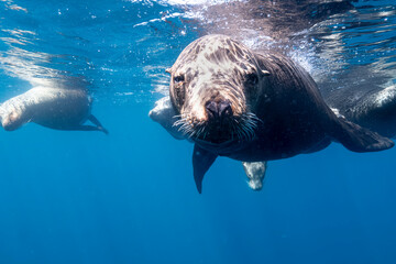 Obraz premium Female Sea Lion in Baja California Sur Mexico