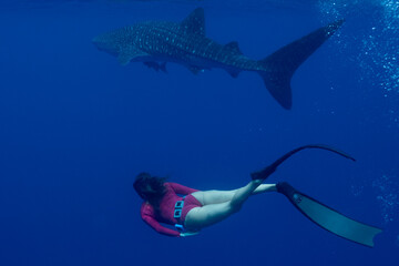 Juvenile Whale Shark in Baja California Sur Mexico