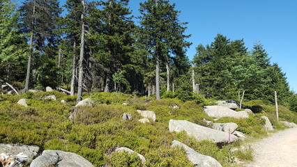 Richtung Brocken im Sommer, Harz, Niedersachsen, Sachsen-Anhalt