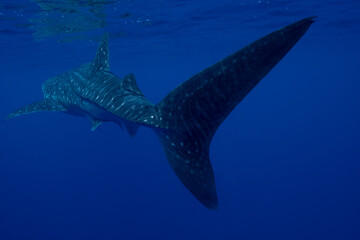 Naklejka premium Juvenile Whale Shark in Baja California Sur Mexico