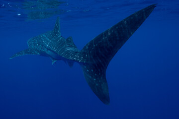 Juvenile Whale Shark in Baja California Sur Mexico