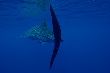 Juvenile Whale Shark in Baja California Sur Mexico