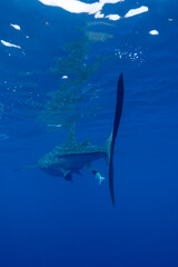 Obraz premium Juvenile Whale Shark in Baja California Sur Mexico