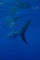 Juvenile Whale Shark in Baja California Sur Mexico