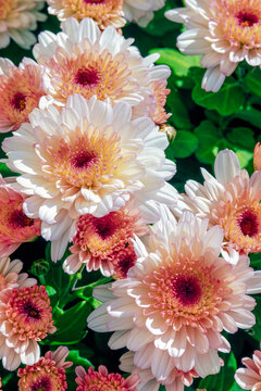 Chrysanthemum (mums) flowers blossoming in sunlight; Ocean City, New Jersey, United States of America