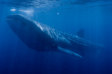 Large Whale Shark in Baja California Sur Mexico