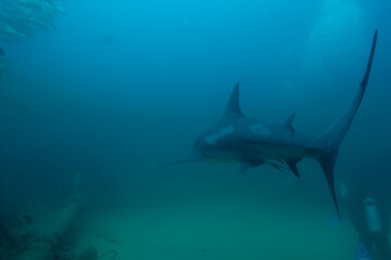 Fototapeta premium Bull Sharks at Cabo Pulmo in Baja California Sur Mexico
