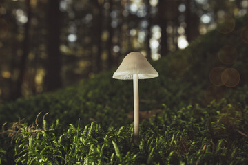 Moody - Pilz - Leuchten - Moos - Glühen - Weiß - Natur - Landschaft - Konzept - Close Up - Makro...