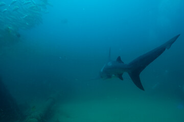 Bull Sharks at Cabo Pulmo in Baja California Sur Mexico