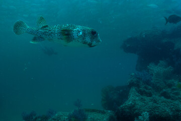 Puffer Fish in Baja California Sur Mexico