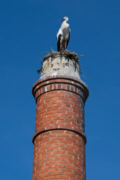 Stork perched on a nest on the top of a tower