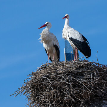 Storks perched on a nest on the top of a tower