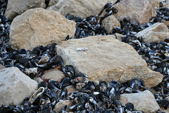 Mollusk shells and rocks fill the shore of Praia do Zavial along the coast of the Algarve region of Portugal; Raposeira, Faro, Portugal