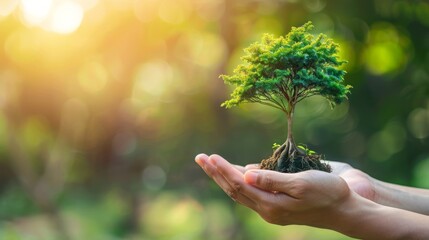 Sustainability and carbon credits represented by a tree on a hand