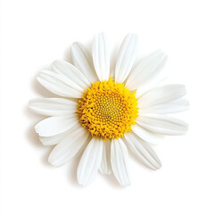 Chamomile flower isolated on white daisy macro