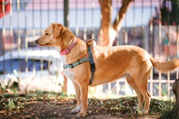side portrait of a dog in a park