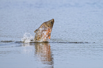 Spiegelkarpfen springt aus dem Wasser