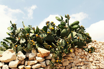 a stone wall with a large cactus bush on it. warm climate Plants that grow without water