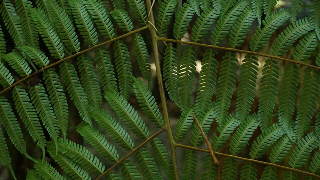 Detailed Close-Up of Paraserianthes Lophantha Leaves