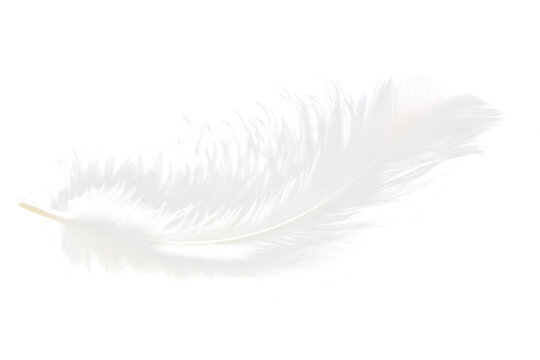 Fototapeta feather isolated on white
