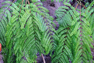 Flammenbaum, Baum, Palme