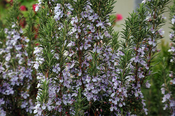 Rosmarin, Bl&uuml;ten, Kr&auml;uter, Heilpflanze