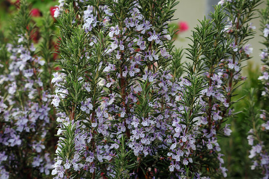 Rosmarin, Bl&uuml;ten, Kr&auml;uter, Heilpflanze