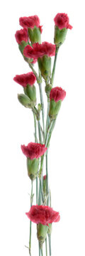 Vertical panorama of red mini carnations against a white background; Studio