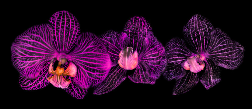 Three high-key orchids in pink and black on a black background; Studio