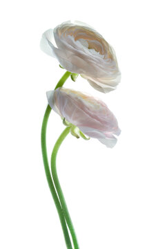 Fototapeta Two white Ranunculus on a white background  Studio