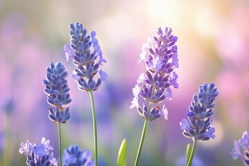 Fototapeta premium Close-up of lavender flowers in dreamy soft light