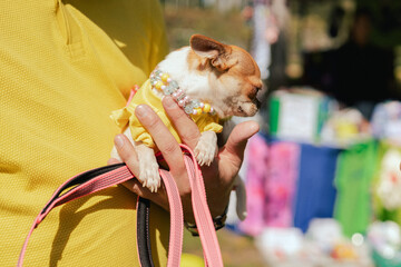 Owner gently holds her chihuahua in her hands, showcasing a tender moment between the pet and its...