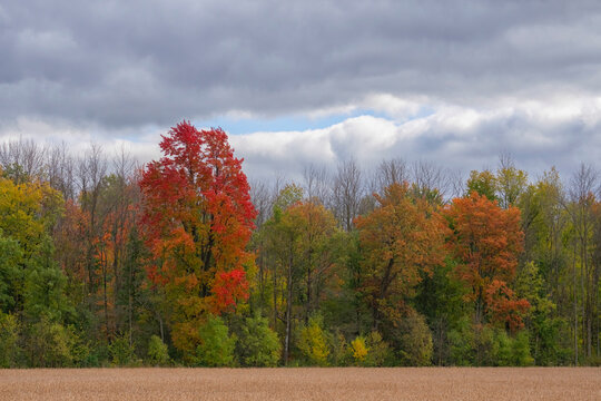 Ontario fall colours during autumn. Vibrant trees create a beautiful artist palette of colour; London, Ontario, Canada