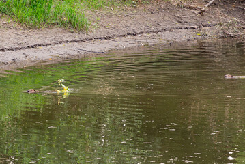 Zwei Biber ziehen Äste durch das Wasser