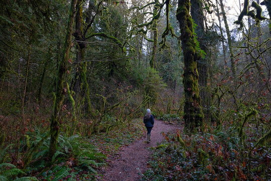 Woman walking through the lush rainforest of Goldstream Provincial Park on Vancouver Island. Easy to get lost in a world of greenery; Victoria, British Columbia, Canada