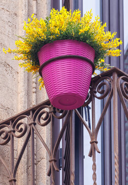 Yellow blossoms in a vibrant pink pot on a decorative railing; Taormina, Sicily, Italy