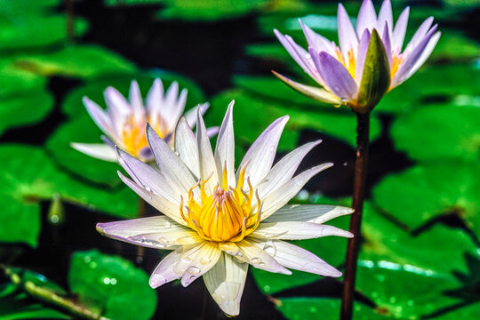 Close-up of water lilies (Nymphaea) with water drops in pond; Haleiwa, Oahu, Hawaii, United States of America
