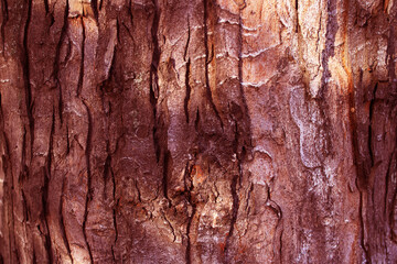 tree, bark, texture, wood, nature, brown, abstract, pattern, old, trunk, forest, natural, rough, pine, surface, wooden, textured, plant, timber, material, closeup, woods, detail, rock, grunge